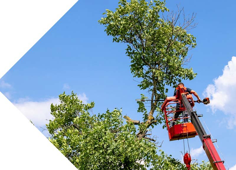 &eacute;lagage Scherwiller