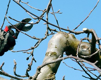 taille fruitier scherwiller